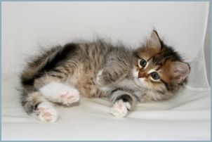 Female Siberian Kitten from Deedlebug Siberians